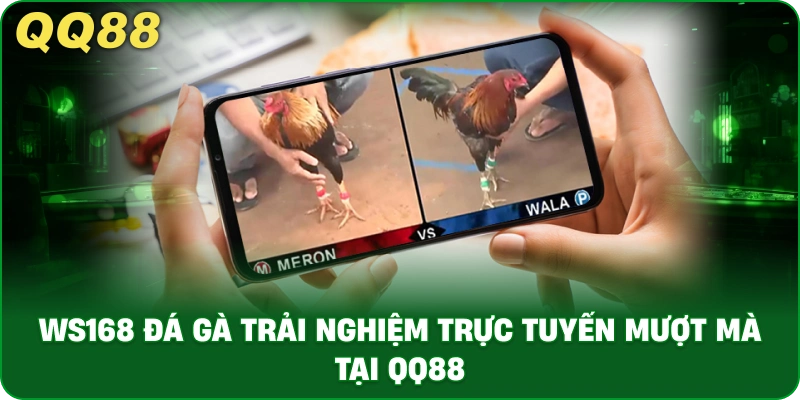 WS168 Đá Gà – Trải Nghiệm Cược Trực Tiếp Hệ Thống QQ88